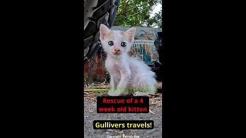 Little Gulliver again