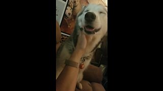 Super needy husky demands owner's unceasing affection