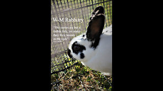 How We Learned Rabbitry: Building a Rabbit Hutch