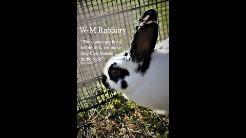 How We Learned Rabbitry: Building a Rabbit Hutch