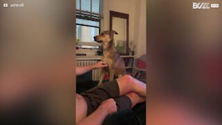 Cadela aprende a pedir mimos ao dono