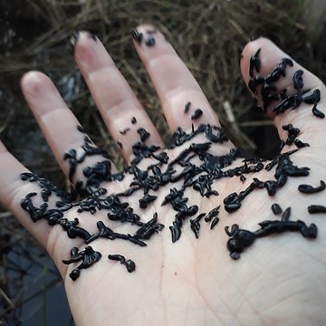 Have you ever seen a handful of baby leeches?