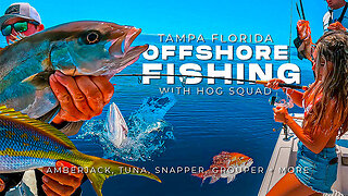 Tampa Florida Offshore Fishing (Multi-Species) Catch with Hog Squad Fishing