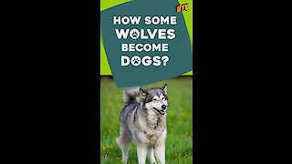 Why do some dogs look like wolves? *