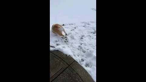 Doggo play in snow
