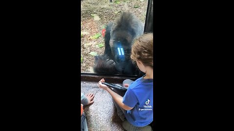 Teaching a Gorilla How to Scroll 😲😍