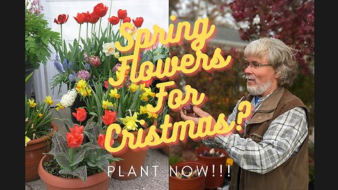 Deceive Spring Flowering Bulbs Into Blooming for Christmas!! START NOW!