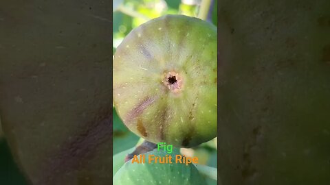 9-1-2023 All Fruit Ripe (Fig) #portland #oregon