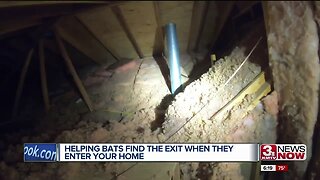 Getting Bats Out of Your Home