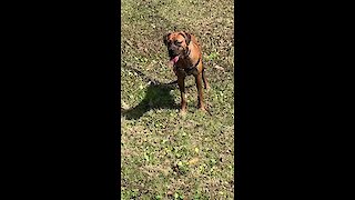 Check out how much this pup loves playing in the mud