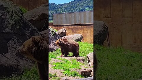 Rescued Grizzly Bear at Montana Grizzly Encounter #shorts