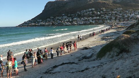 SOUTH AFRICA - Cape Town - Buffel the Southern Elephant seal on Fish Hoek Beach (dYq)