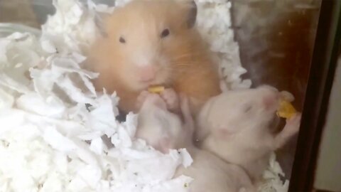 The little hamster grows up and enjoys food while being super cute