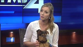 Ask the expert: holiday safety tips for pets