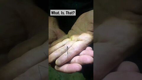 Unidentified Mantis-like Creature, Amazon Rainforest