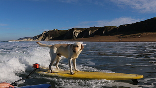 Meet Mendi the incredible surfing dog