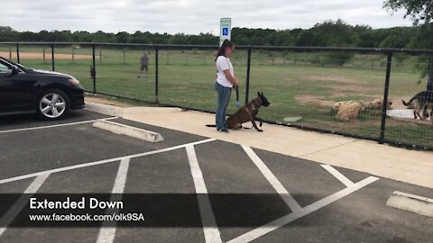 Aggressive Belgian Malinois "Heckler" | Awesome Transformation | Top Dog Trainer San Antonio