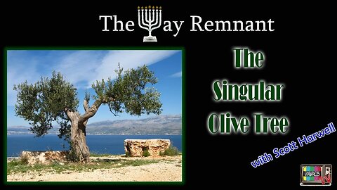 The Singular Olive Tree with Scott Harwell