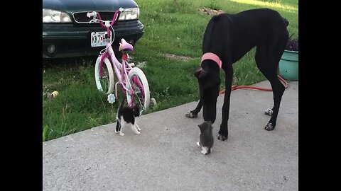 Dog Wants to Make Friends with Kittens