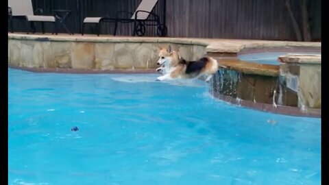 Brave little corgi loves to jump into the pool!