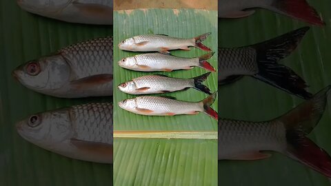 😍🐟@BENGALCOOKING #shorts #youtubeshorts #viral #viralshorts #trending #trendingshorts #fish #short