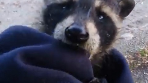 Abandoned Baby Raccoon Isn't Happy About Being Rescued