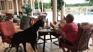 Great Dane Sits at The Table Like a Person
