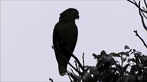 True Parrot (Amazona aestiva)