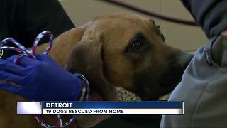 Michigan Humane Society, DPD rescue 19 dogs from Detroit home