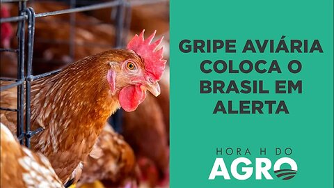 E se a gripe aviária chegar ao Brasil? Saiba o que esperar | HORA H DO AGRO