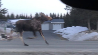 Little Girl Has A Hilarious Reaction To Galloping Moose On The Road