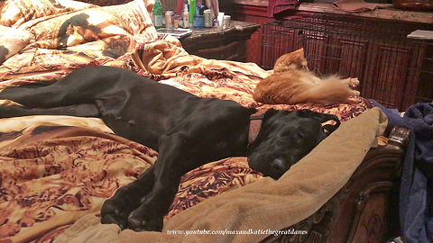 Adopted Great Dane Enjoys First Sleep on the Bed With The Cat