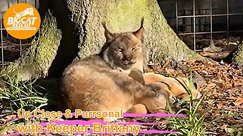 Big Cat Rescue LIVE Q&A with Brittany at Big Cat Rescue- 01 10 2023