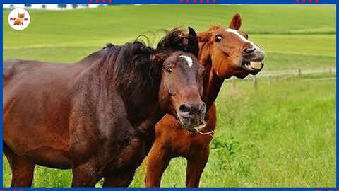 The Funniest Horses Video 🤣 Best Compilation!