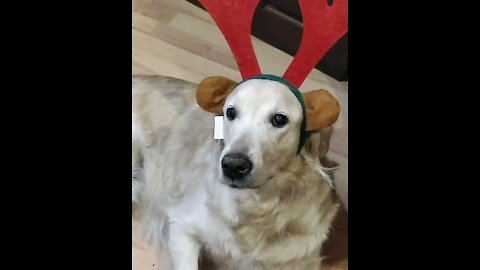 Adorable Retriever In Reinder Antlers