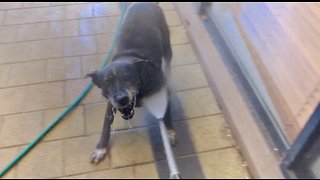 Old dog can’t get enough of the pressure washer