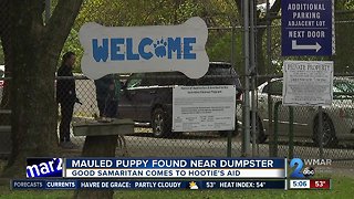 Mauled puppy found near dumpster