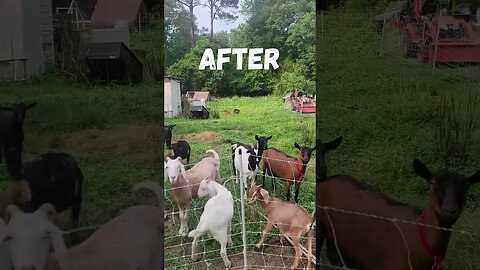 Landscaping With GOATS