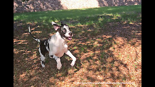 Funny Great Dane Loves To Leap At Tree Branches