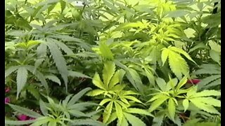 Medical cannabis now allowed to be administered to students on Palm Beach County school campuses