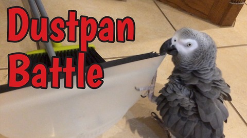 Einstein the Parrot battles nemesis dustpan