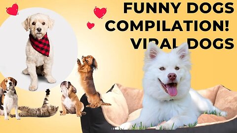 Funny Dogs Compilation! 🐕 Viral DOGS | Laugh Out Loud with Viral DOGS | Animal Vised