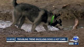 1Disturbing pattern: Pets left in hot cars in Jefferson County