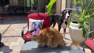 Funny Bunny Cat & Great Dane Thank Their Fairy Godmother