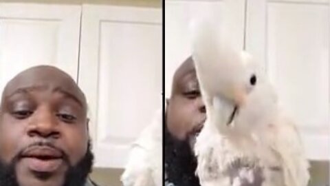 Veterinarian gives this Cockatoo a musical healing