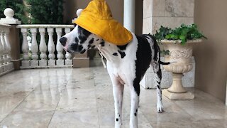 Great Dane wears his rain hat for Tropical Storm Eta