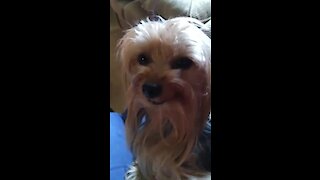 This adorable Yorkie knows how to smile on command