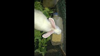 Putting food rabbits