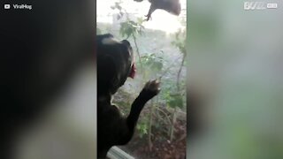 Este cão adora observar esquilos na janela