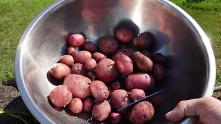 Harvesting potatoes from a grow bag